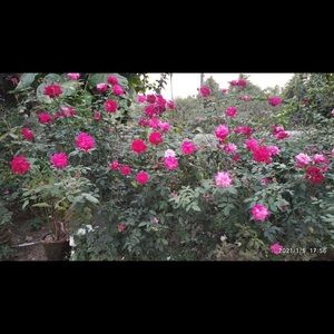 Meet your Posher, Nirav